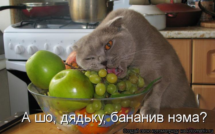 Котоматрица: А шо, дядьку, бананив нэма?