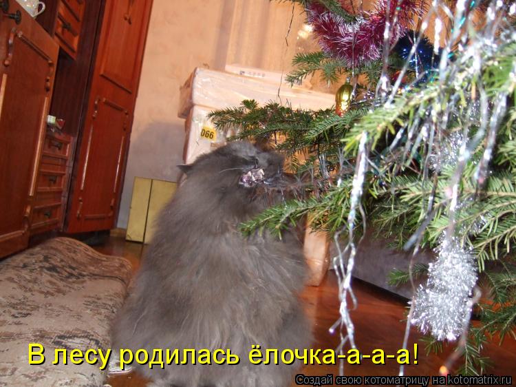 В лесу родилась ёлочка-а-а-а!... Котоматрица: В лесу родилась ёлочка-а-а-а!