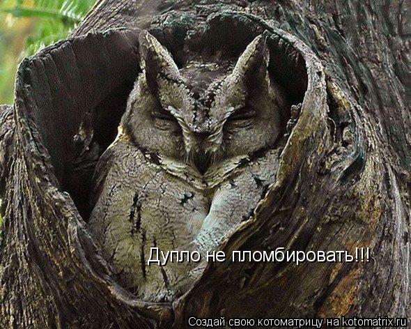 Дупло не пломбировать!!!... Котоматрица: Дупло не пломбировать!!!