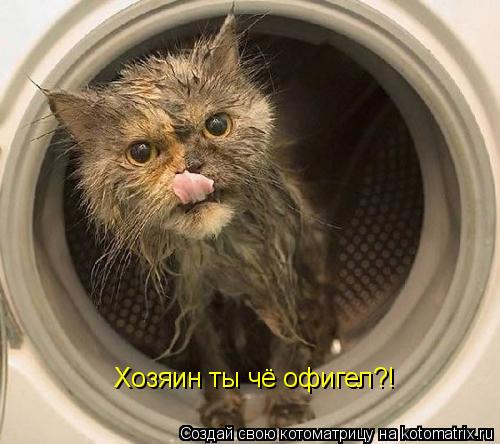 Хозяин ты чё офигел?!... Котоматрица: Хозяин ты чё офигел?!