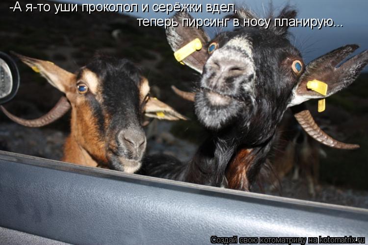 -А я-то уши проколол и серёжки вдел, теперь пирсинг в носу планирую...... Котоматрица: -А я-то уши проколол и серёжки вдел, теперь пирсинг в носу планирую...
