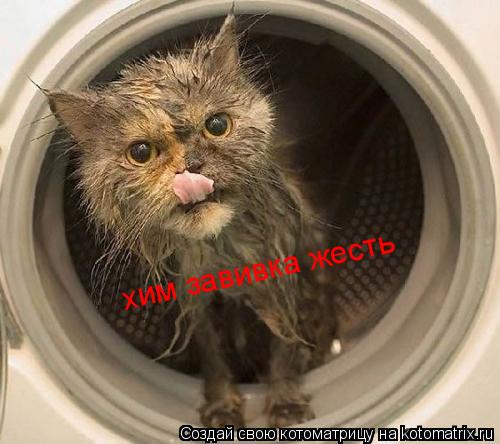 хим завивка жесть... Котоматрица: хим завивка жесть