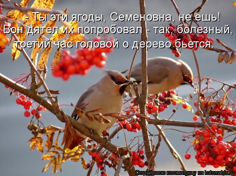 - Ты эти ягоды, Семеновна, не ешь! Вон дятел их попробовал - так, болезный, третий час головой о дере... Котоматрица: - Ты эти ягоды, Семеновна, не ешь! Вон дятел их попробовал - так, болезный, третий час головой о дерево бьется.