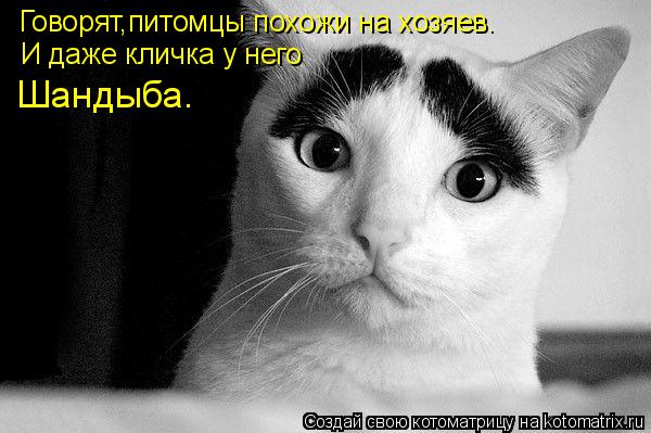 Говорят,питомцы похожи на хозяев. И даже кличка у него Шандыба.... Котоматрица: Говорят,питомцы похожи на хозяев. И даже кличка у него Шандыба.