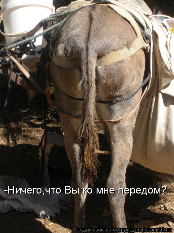-Ничего,что Вы ко мне передом?..... Котоматрица: -Ничего,что Вы ко мне передом?..