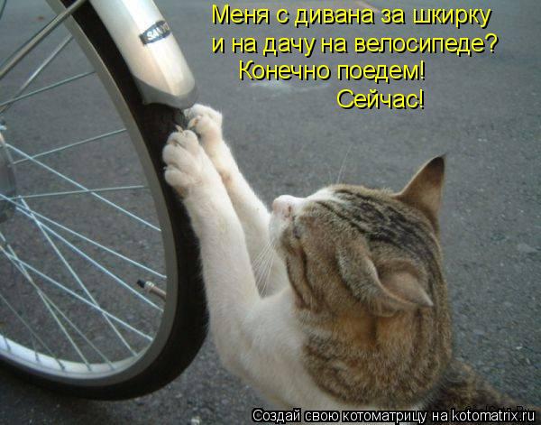 Меня с дивана за шкирку и на дачу на велосипеде? Конечно поедем! Сейчас!... Котоматрица: Меня с дивана за шкирку и на дачу на велосипеде? Конечно поедем! Сейчас!