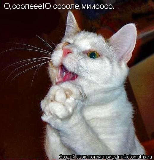 Котоматрица: О,соолеее!О,соооле,мииоооо...