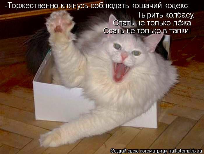 -Торжественно клянусь соблюдать кошачий кодекс: Тырить колбасу. Спать не только лёжа. Ссать не только... Котоматрица: -Торжественно клянусь соблюдать кошачий кодекс: Тырить колбасу. Спать не только лёжа. Ссать не только в тапки!