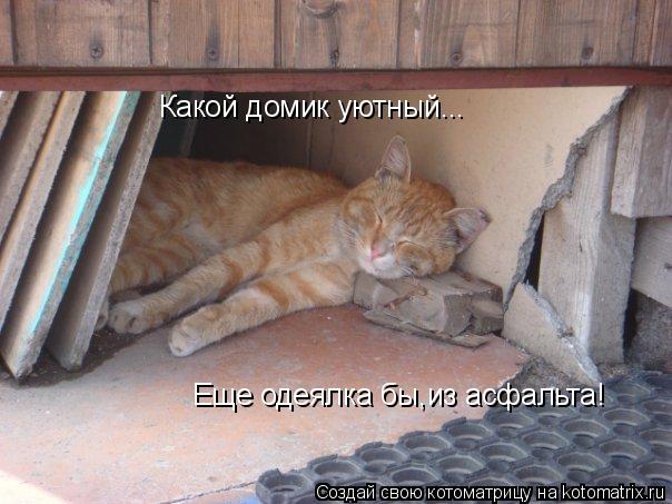 Котоматрица: Какой домик уютный... Какой домик уютный... Еще одеялка бы,из асфальта!
