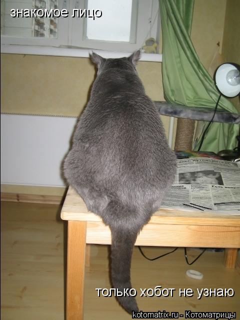 Котоматрица: знакомое лицо  только хобот не узнаю