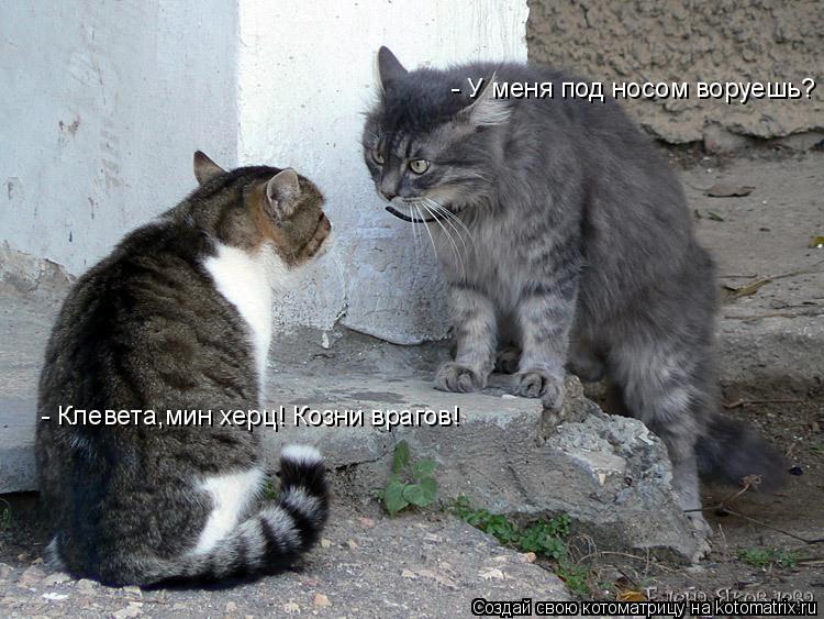 - У меня под носом воруешь? - Клевета,мин херц! Козни врагов!... Котоматрица: - У меня под носом воруешь? - Клевета,мин херц! Козни врагов!