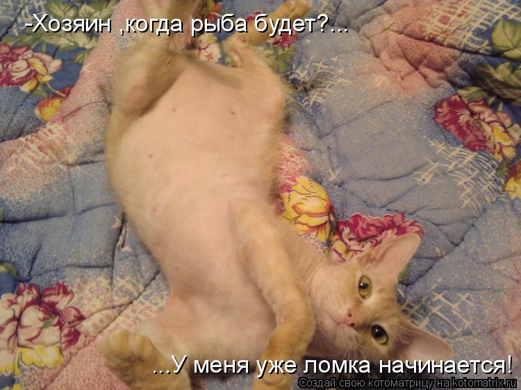 -Хозяин ,когда рыба будет?... ...У меня уже ломка начинается!... Котоматрица: -Хозяин ,когда рыба будет?... ...У меня уже ломка начинается!