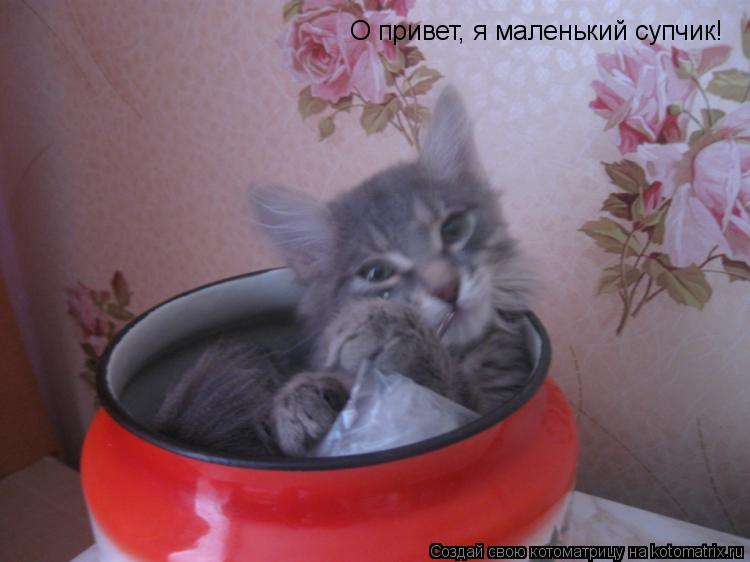О привет, я маленький супчик!... Котоматрица: О привет, я маленький супчик!