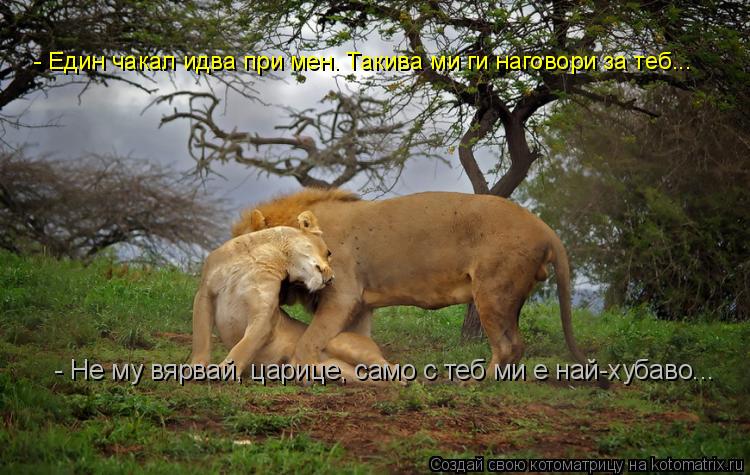 - Един чакал идва при мен. Такива ми ги наговори за теб... - Не му вярвай, царице, само с теб ми е на... Котоматрица: - Един чакал идва при мен. Такива ми ги наговори за теб... - Не му вярвай, царице, само с теб ми е най-хубаво...