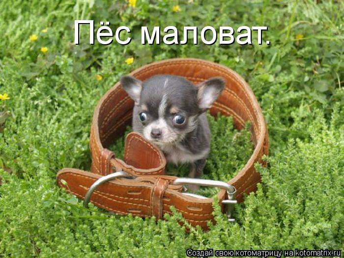 Пёс маловат.... Котоматрица: Пёс маловат.