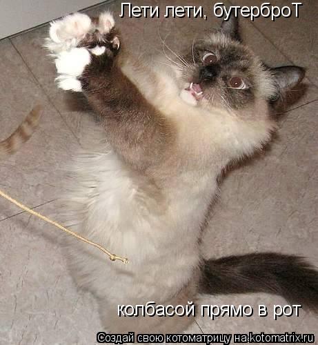 Лети лети, бутерброТ колбасой прямо в рот... Котоматрица: Лети лети, бутерброТ колбасой прямо в рот