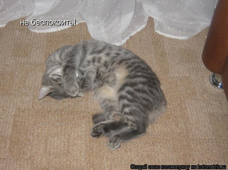 не беспокоить!... Котоматрица: не беспокоить!