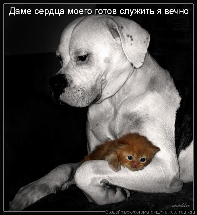 Даме сердца моего готов служить я вечно... Котоматрица: Даме сердца моего готов служить я вечно