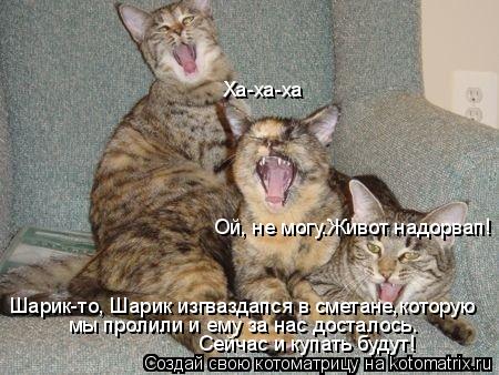Котоматрица: Шарик-то, Шарик изгваздапся в сметане,которую мы пролили и ему за нас досталось. Сейчас и купать будут! Ха-ха-ха Ой, не могу.Живот надорвап!