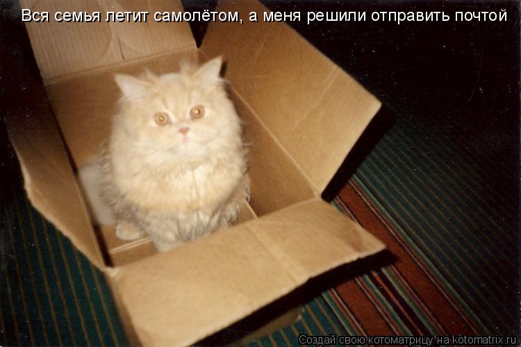 Вся семья летит самолётом, а меня решили отправить почтой... Котоматрица: Вся семья летит самолётом, а меня решили отправить почтой