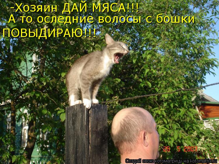 -Хозяин ДАЙ МЯСА!!! А то оследние волосы с бошки ПОВЫДИРАЮ!!!... Котоматрица: -Хозяин ДАЙ МЯСА!!! А то оследние волосы с бошки ПОВЫДИРАЮ!!!
