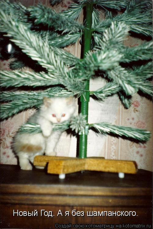 Новый Год. А я без шампанского.... Котоматрица: Новый Год. А я без шампанского.