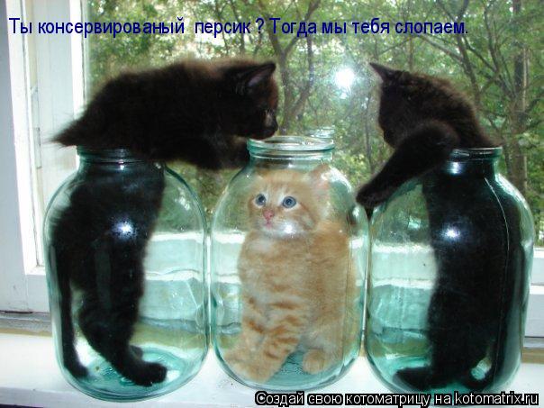 Ты консервированый персик ? Тогда мы тебя слопаем.... Котоматрица: Ты консервированый персик ? Тогда мы тебя слопаем.