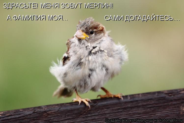 ЗДРАСЬТЕ! МЕНЯ ЗОВУТ МЕРЛИН! САМИ ДОГАДАЙТЕСЬ.... А ФАМИЛИЯ МОЯ...... Котоматрица: ЗДРАСЬТЕ! МЕНЯ ЗОВУТ МЕРЛИН! САМИ ДОГАДАЙТЕСЬ.... А ФАМИЛИЯ МОЯ...