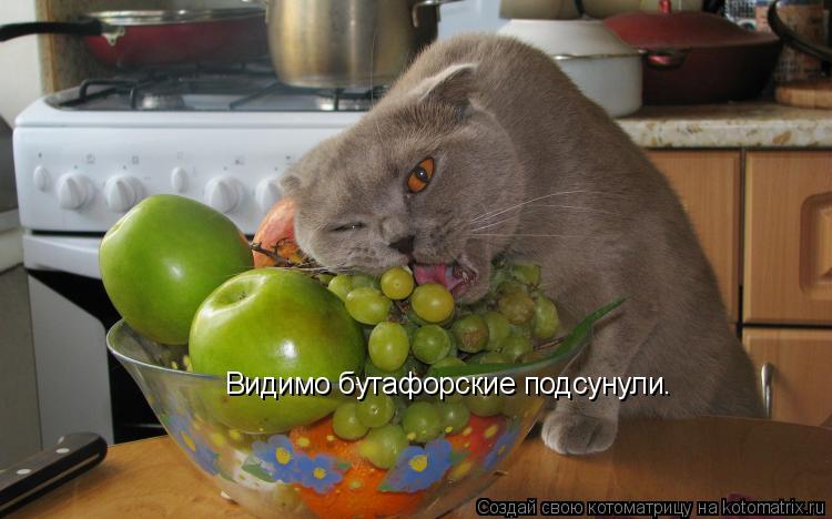 Видимо бутафорские подсунули.... Котоматрица: Видимо бутафорские подсунули.