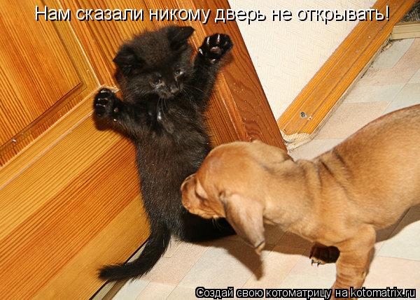 Котоматрица: Нам сказали никому дверь не открывать!