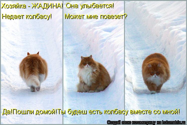Хозяйка - ЖАДИНА! Недает колбасу! Она улыбается! Может мне повезет? Да!Пошли домой!Ты будеш есть колб... Котоматрица: Хозяйка - ЖАДИНА! Недает колбасу! Она улыбается! Может мне повезет? Да!Пошли домой!Ты будеш есть колбасу вместе со мной!