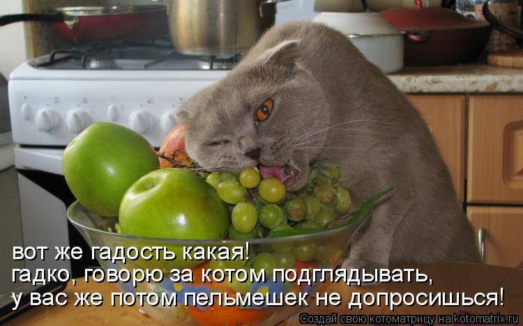 вот же гадость какая! гадко, говорю за котом подглядывать, у вас же потом пельмешек не допросишься!... Котоматрица: вот же гадость какая! гадко, говорю за котом подглядывать, у вас же потом пельмешек не допросишься!