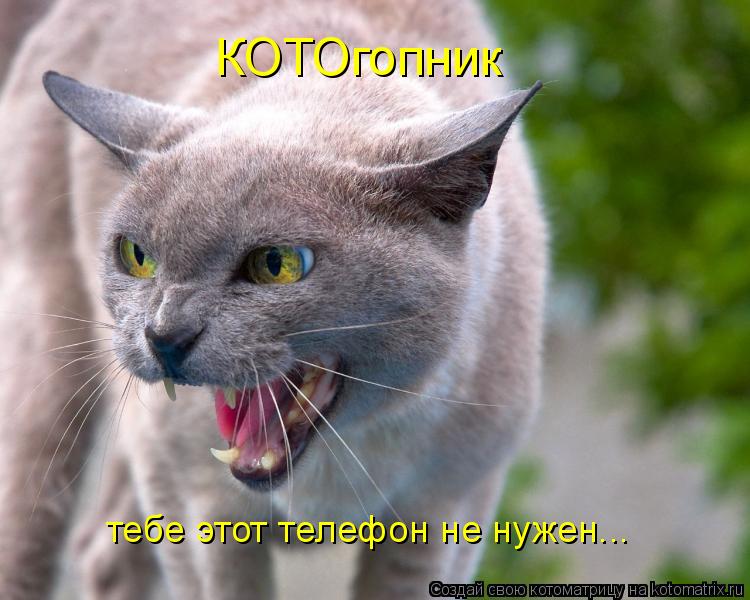 КОТОгопник тебе этот телефон не нужен...... Котоматрица: КОТОгопник тебе этот телефон не нужен...