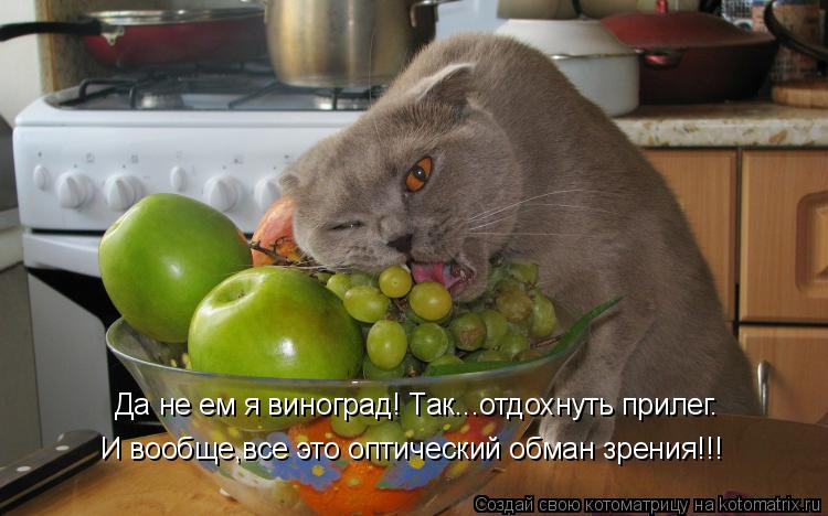 Да не ем я виноград! Так...отдохнуть прилег. И вообще,все это оптический обман зрения!!!... Котоматрица: Да не ем я виноград! Так...отдохнуть прилег. И вообще,все это оптический обман зрения!!!