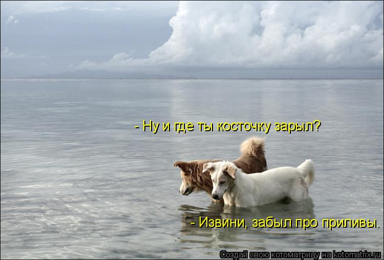 - Ну и где ты косточку зарыл? - Извини, забыл про приливы.... Котоматрица: - Ну и где ты косточку зарыл? - Извини, забыл про приливы.