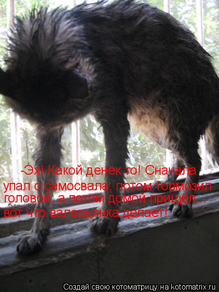 Котоматрица: -Эх! Какой денёк то! Сначала упал с самосвала, потом тормозил головой, а потом домой прищёл... вот что валерьянка делает!