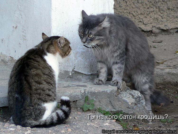 Котоматрица: Ты на кого батон крошишь?