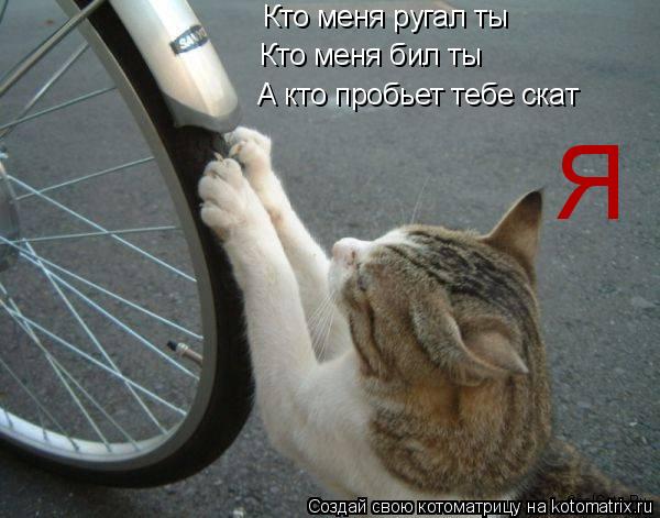 Котоматрица: Кто меня ругал ты Кто меня бил ты А кто пробьет тебе скат Я