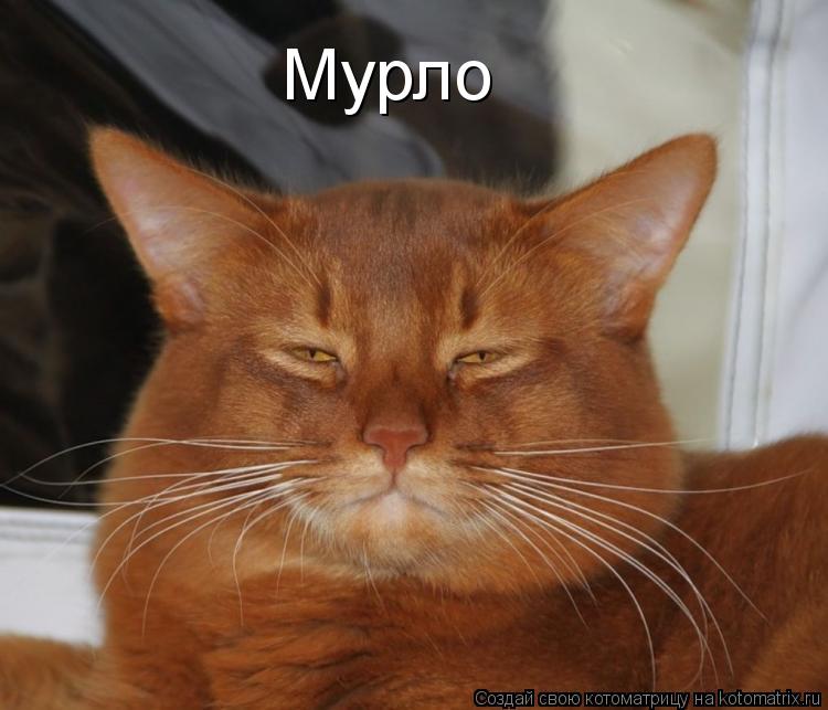 Мурло... Котоматрица: Мурло