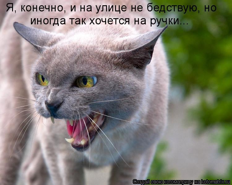 Котоматрица: Я, конечно, и на улице не бедствую, но иногда так хочется на ручки...