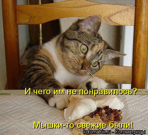 Котоматрица: И чего им не понравилось? Мышки-то свежие были!