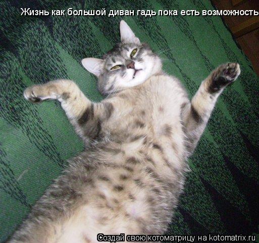 Жизнь как большой диван гадь пока есть возможность... Котоматрица: Жизнь как большой диван гадь пока есть возможность