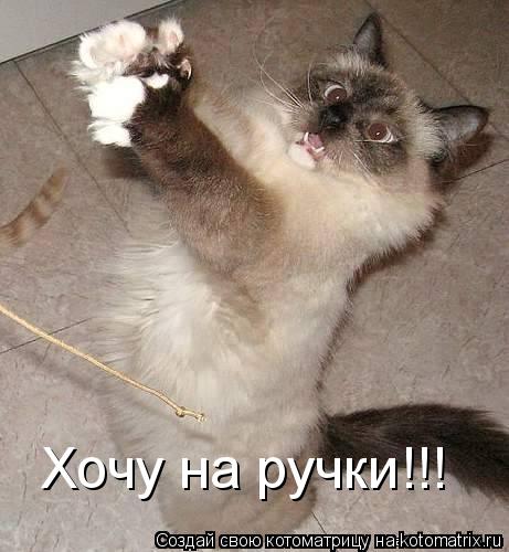 Хочу на ручки!!!... Котоматрица: Хочу на ручки!!!