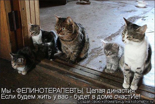 Мы - ФЕЛИНОТЕРАПЕВТЫ. Целая династия. Если будем жить у вас - будет в доме счастИе!... Котоматрица: Мы - ФЕЛИНОТЕРАПЕВТЫ. Целая династия. Если будем жить у вас - будет в доме счастИе!