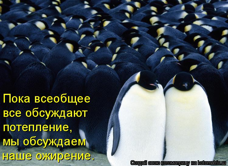 Котоматрица: Пока всеобщее  все обсуждают  потепление, мы обсуждаем  наше ожирение.