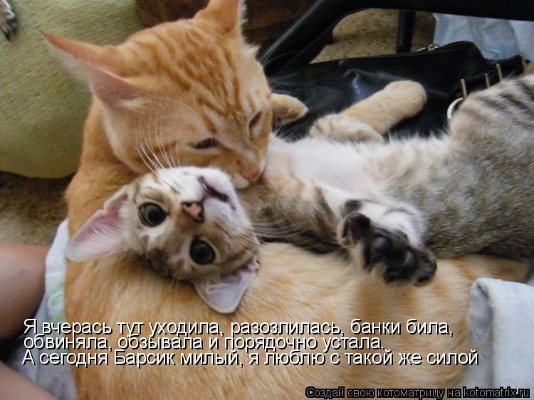 Котоматрица: Я вчерась тут уходила, разозлилась, банки била, обвиняла, обзывала и порядочно устала. А сегодня Барсик милый, я люблю с такой же силой