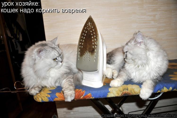 Котоматрица: урок хозяйке: кошек надо кормить вовремя