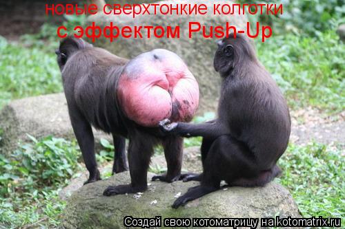 Котоматрица: новые сверхтонкие колготки  с эффектом Push-Up