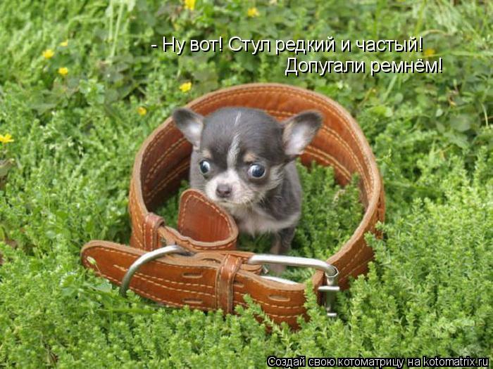 Котоматрица: - Ну вот! Стул редкий и частый! Допугали ремнём!
