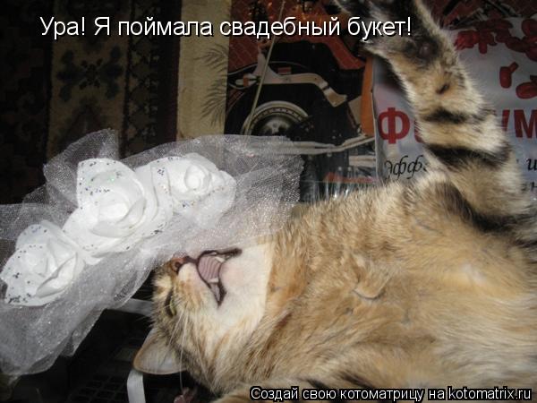 Котоматрица: Ура! Я поймала свадебный букет!